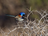 Purple-backed Fairywren - Roestschouderelfje - Mérion violacé (m)
