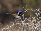Purple-backed Fairywren - Roestschouderelfje - Mérion violacé (m)