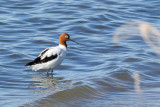 Red-necked Avocet - Australische Kluut - Avocette d'Australie
