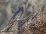 Australian Owlet-nightjar - Australische Dwergnachtzwaluw - Égothèle d'Australie