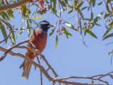 White-browed Woodswallow - Wenkbrauwspitsvogel - Langrayen bridé