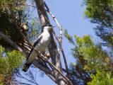 White-winged Triller - Witvleugeltriller - Échenilleur de Lesueur (m)
