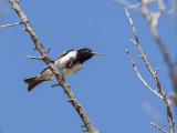 Black Honeyeater - Rouwhoningeter - Myzomèle cravaté (m)