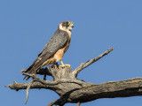 Australian Hobby - Australische Boomvalk - Petit Faucon