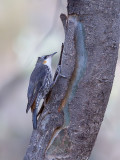 White-throated Treecreeper - Witkeelkruiper - Échelet leucophée (juv f)