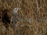 Brown Songlark - Roetbruine Grasvogel - Mégalure brune (f)