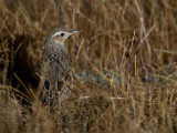 Brown Songlark - Roetbruine Grasvogel - Mégalure brune (f)