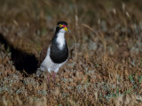 Banded Lapwing - Australische Kievit - Vanneau tricolore