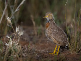 Plains-wanderer - Trapvechtkwartel - Pédionome errant (f)