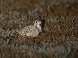 Inland Dotterel - Australische Renplevier - Pluvier australien