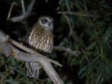 Australian Boobook - Australische Boeboekuil - Ninoxe d'Australie