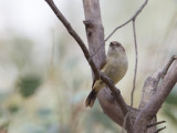 Buff-rumped Thornbill - Vaalstuitdoornsnavel - Acanthize à croupion beige