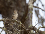 Horsfield's Bronze Cuckoo - Horsfields Bronskoekoek - Coucou de Horsfield