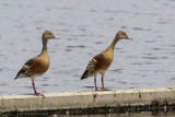 Plumed Whistling Duck - Australische Fluiteend - Dendrocygne d'Eyton