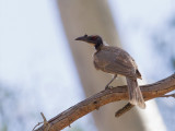 Noisy Friarbird - Schreeuwlederkop - Polochion criard