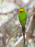 Superb Parrot - Barrabandparkiet - Perruche de Barraband (m)