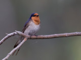 Welcome Swallow - Welkomzwaluw - Hirondelle messagère