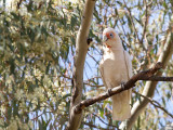 Long-billed Corella - Oostelijke Langsnavelkaketoe - Cacatoès nasique