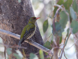 Olive-backed Oriole - Olijfrugwielewaal - Loriot sagittal
