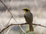 Yellow-tufted Honeyeater - Geelpluim-honingeter - Méliphage cornu