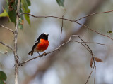 Scarlet Robin - Scharlaken Vliegenvanger - Miro boodang (m)
