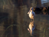 Yellow-billed Spoonbill - Geelsnavellepelaar - Spatule à bec jaune