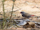 Diamond Firetail - Diamantastrild - Diamant à gouttelettes