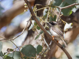 Black-chinned Honeyeater - Zwartkin-honingeter - Méliphage à menton noir