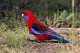 Crimson Rosella - Pennant-rosella - Perruche de Pennant