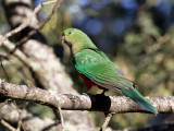 Australian King Parrot - Australische Koningsparkiet - Perruche royale (f)
