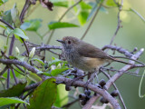 Brown Thornbill - Bruine Doornsnavel - Acanthize mignon