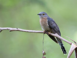 Fan-tailed Cuckoo - Waaierstaartkoekoek - Coucou à éventail