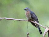 Fan-tailed Cuckoo - Waaierstaartkoekoek - Coucou à éventail