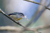 Spotted Pardalote - Gevlekte Diamantvogel - Pardalote pointill