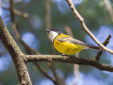 Australian Golden Whistler - Gouden Fluiter - Siffleur doré (m)