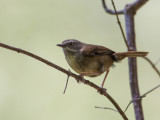 White-browed Scrubwren - Witbrauw-struiksluiper - Séricorne à sourcils blancs