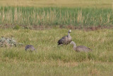Cape Barren Goose - Hoendergans - Céréopse cendré