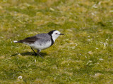 White-fronted Chat - Maskerschijnpaapje - Epthianure à front blanc