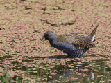 Australian Crake - Australisch Porseleinhoen - Marouette d'Australie