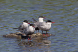 Whiskered Tern - Witwangstern - Guifette moustac