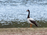 Magpie Goose - Ekstergans - Canaroie semipalmée
