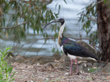 Straw-necked Ibis - Strohalsibis - Ibis d'Australie
