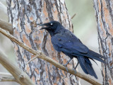 Little Raven - Kleine Raaf - Petit Corbeau