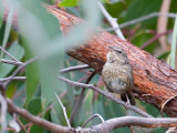 Chestnut-rumped Heathwren - Vuurstuitheidesluiper - Séricorne à croupion roux