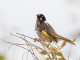 New Holland Honeyeater - Witooghoningeter - Méliphage de Nouvelle-Hollande