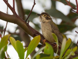 Brown-headed Honeyeater - Bruine Diadeemhoningeter - Méliphage à tête brune