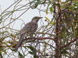 Little Wattlebird - Kleine Lelhoningeter - Méliphage à gouttelettes