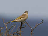 Singing Honeyeater - Fluithoningeter - Méliphage chanteur