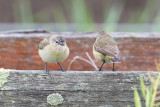 Yellow-rumped Thornbill - Geelstuitdoornsnavel - Acanthize  croupion jaune