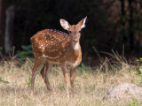 Spotted deer